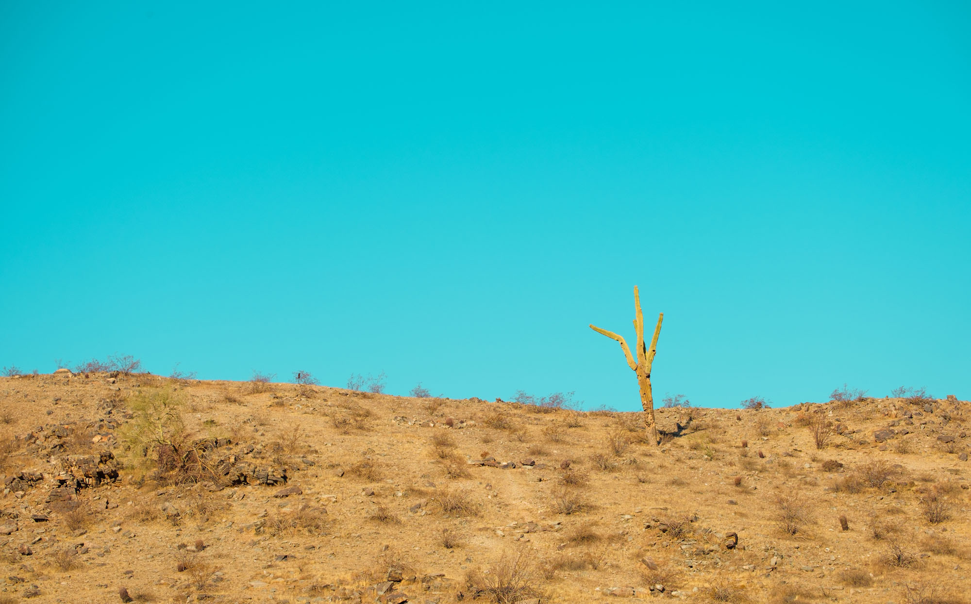 Lone Saguaro