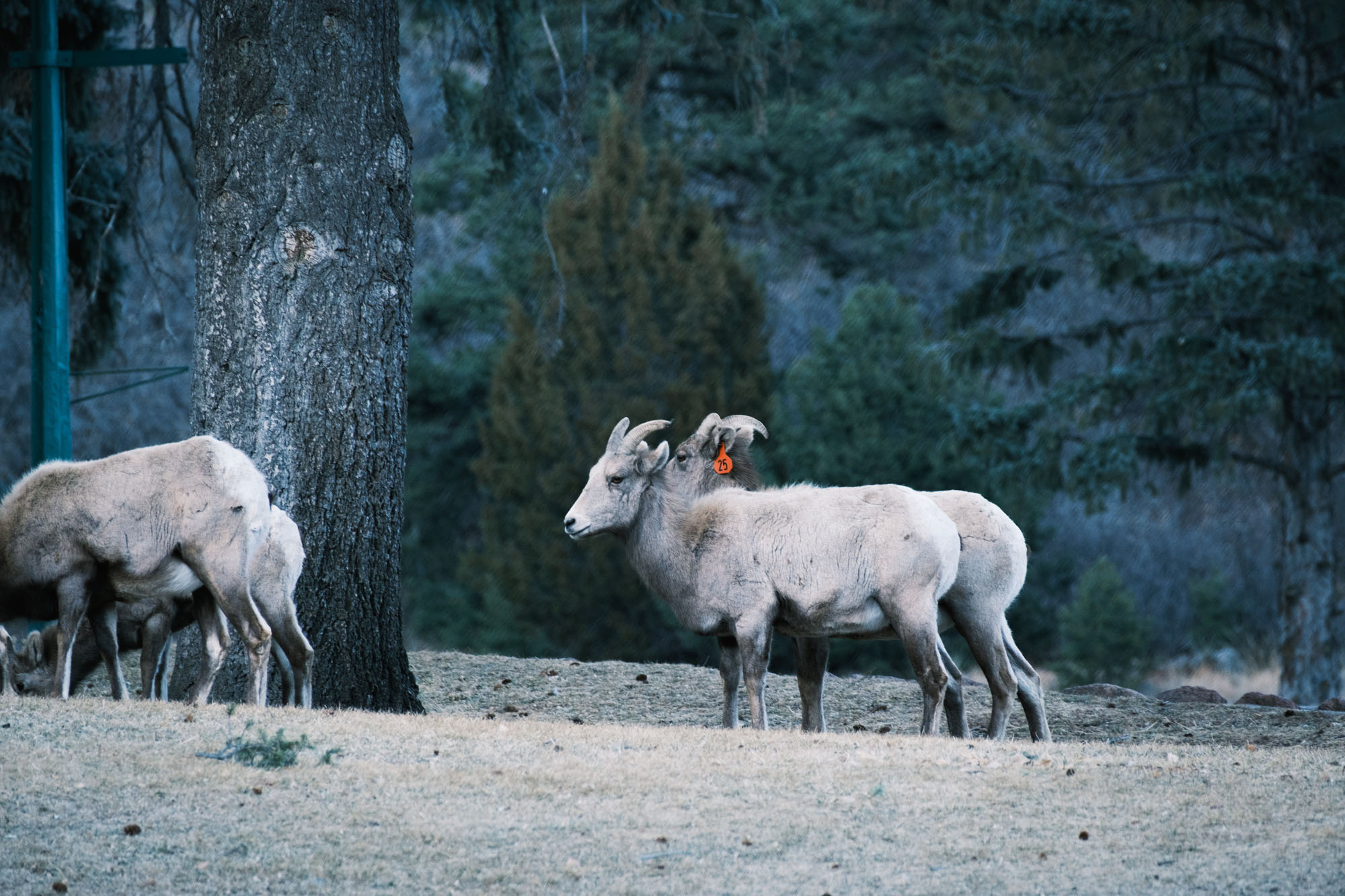 Bighorn Sheep