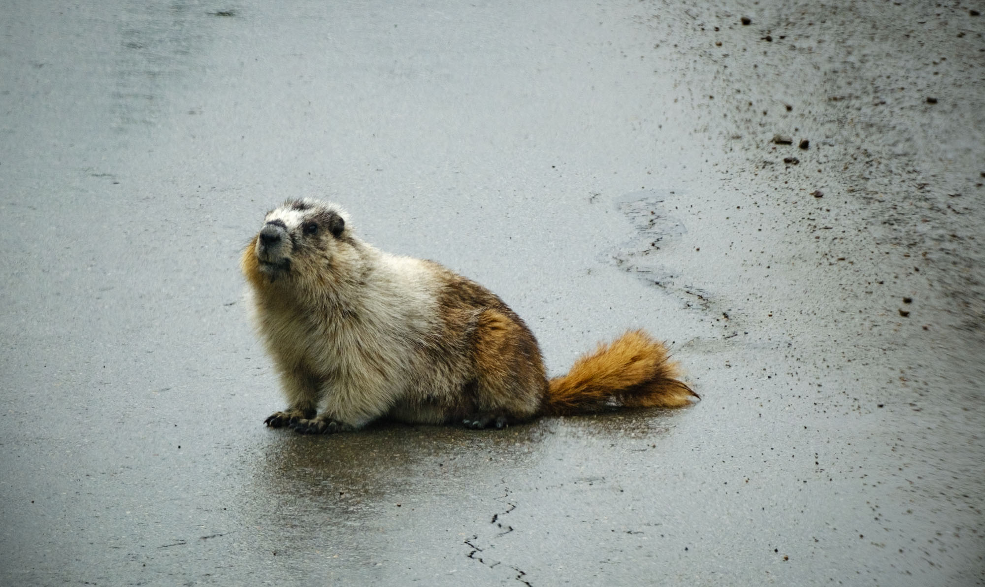 Hoary Marmot