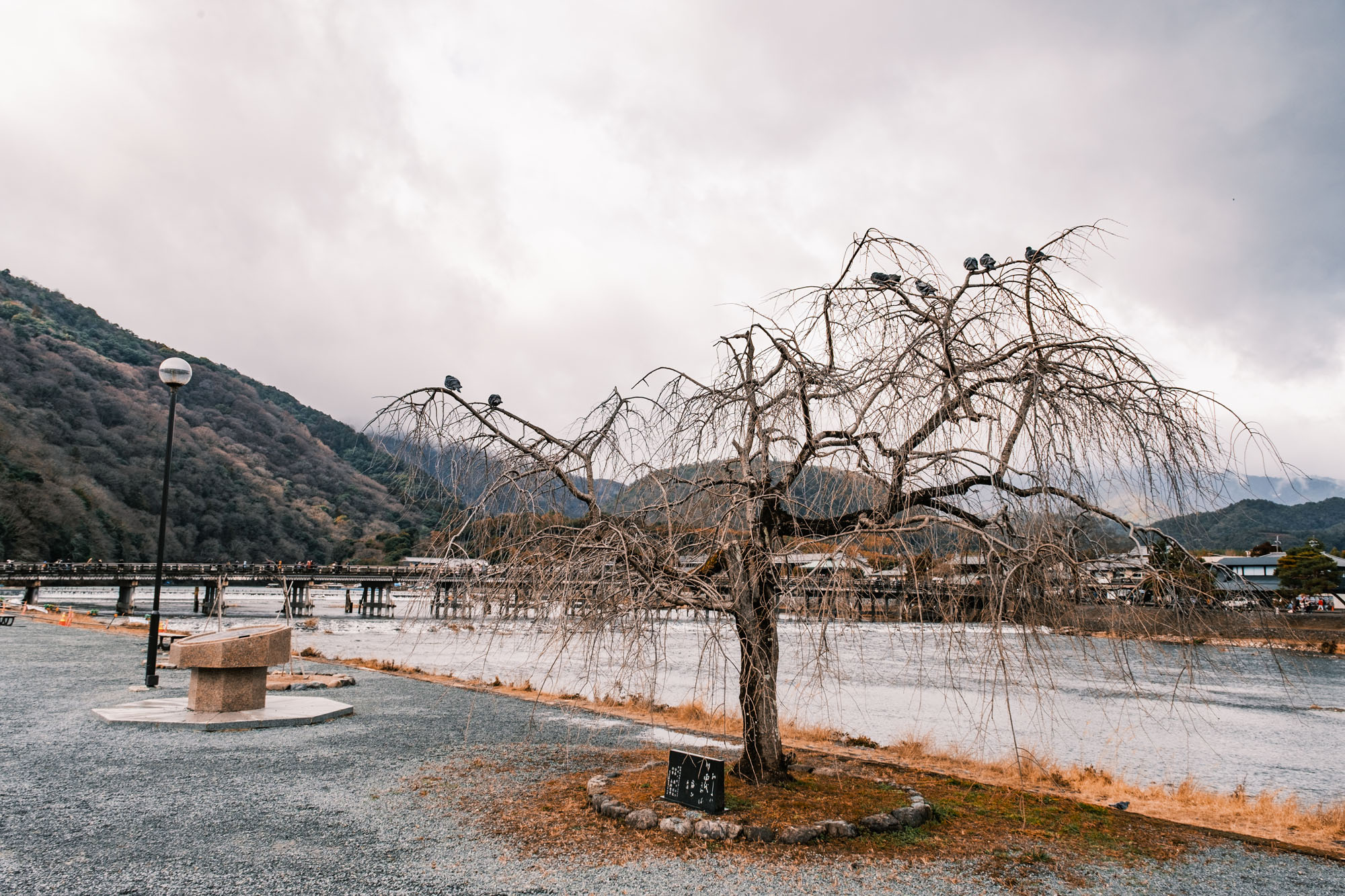 Weeping Tree with Pigeons