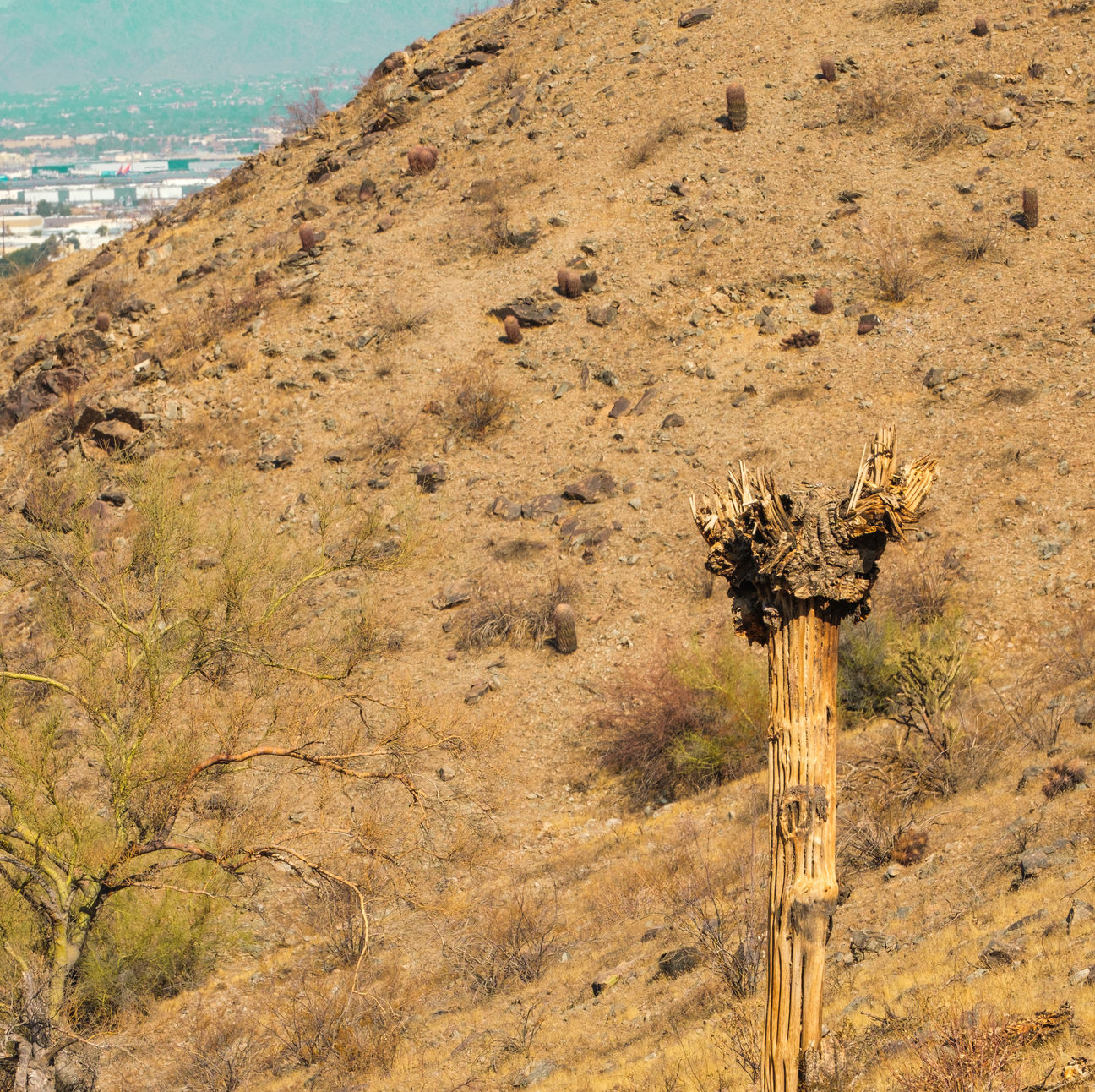 South Mountain Ridgeline Trail